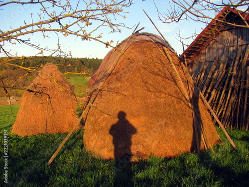 Traditional haystacks on farm meadow in golden spring sunset light