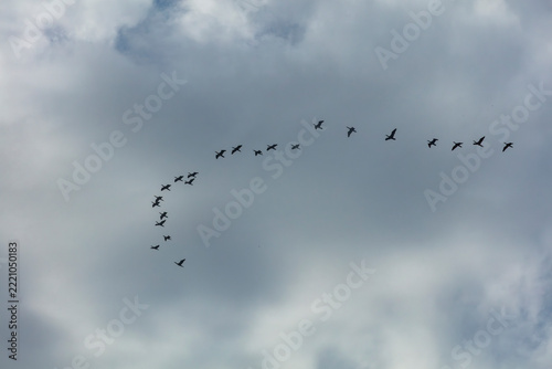 Obraz na plátně Vol d'oiseaux de Sitelles dans le ciel de Corse