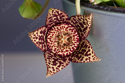 Detail of Orbea variegata flower.