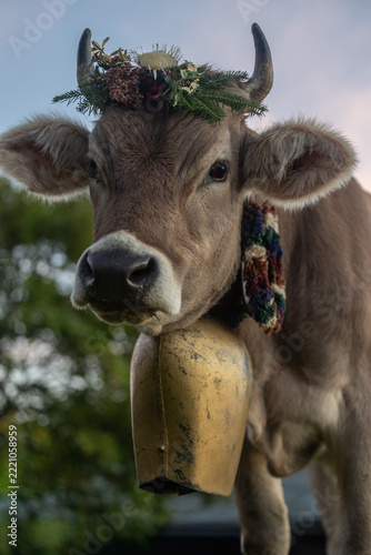Braunvieh am Viehscheid