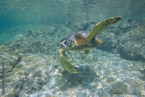Green sea turtle swimming near Hawaii