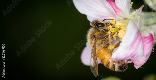 Close up of Apis mellifera or Western Honey Bee collecting pollen and nectar from apple blossoms
