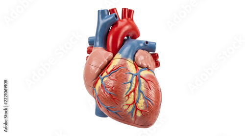 Detailed anatomical human heart model with red arteries and blue veins isolated on white background for cardiology, medical education and health care