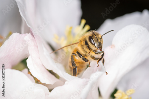 Close up of Apis mellifera or Western Honey Bee collecting pollen and nectar from apple blossoms