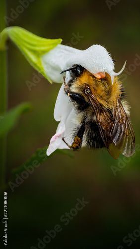 Macro photograph of a golden bumblebee clinging beneath a delicate white flower, showing fine body hairs, translucent wings and a softly blurred dark green garden background.