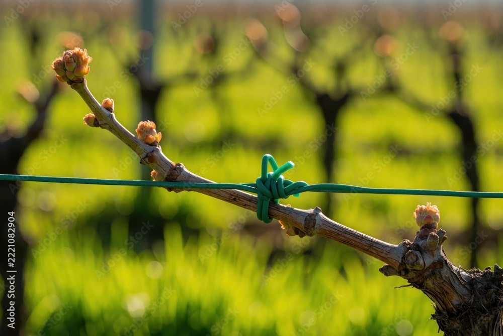 Fototapeta premium Close up of young grapevine bud on wooden branch. Green support wire holds vine in vineyard garden. Agricultural plant growth starts in spring during sunny morning. New sprout develops on grape plant