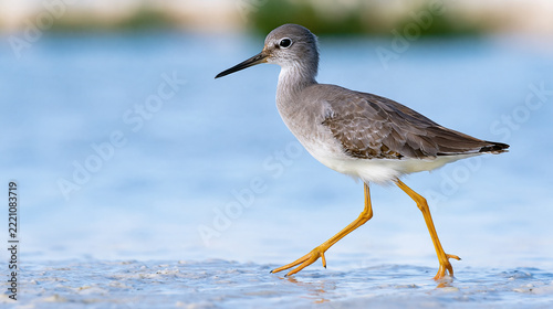 Shorebird walking on wet sand near water