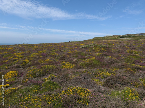 Anglesey, Wales: Coastal heathland covered with flowering yellow gorse and purple heather stretches up a gentle slope beneath a blue sky with thin cloud, with two distant figures and a building on the