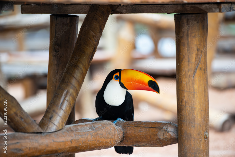 Fototapeta premium toucan in the zoo