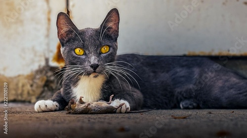 gatito gato felino y su presa