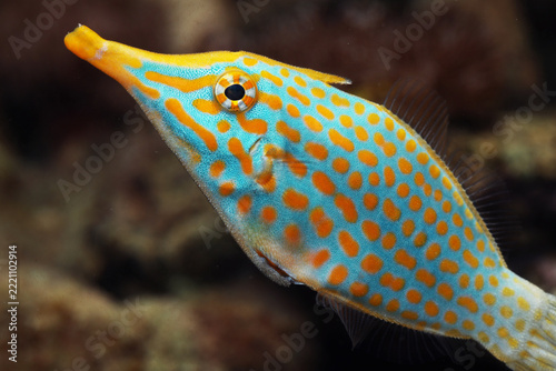 Harlequin or Longnose Filefish (Oxymonacanthus longirostris)