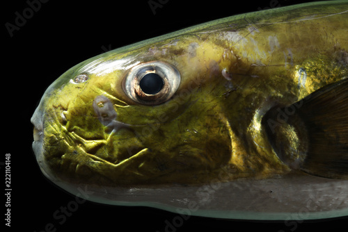 Cheeseman's Puffer (Lagocephalus cheesemanii) fish face close up