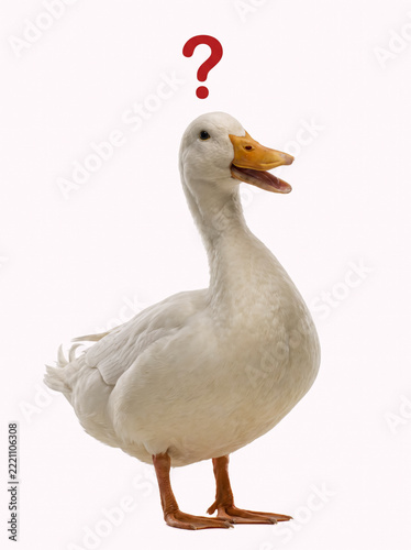 Curious white duck with a red question mark showing confusion