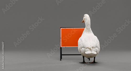 White duck standing in front of a blank orange signboard