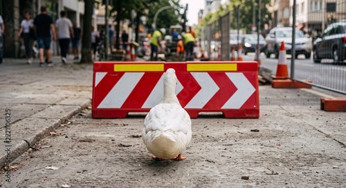 White Duck Standing in Front of Road Construction Barrier on Street