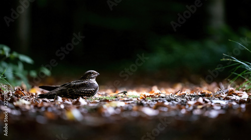 Bird on Leaf Litter in Shallow Depth of Field Forest Setting