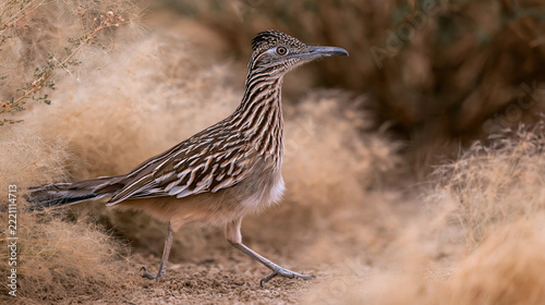 Striped ground bird walking in arid terrain with dry grass