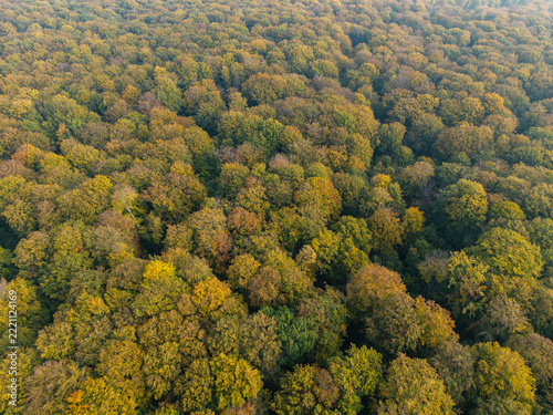 Aerial view of colourful autumn foliage in an old beech forest near Janinów, Poland