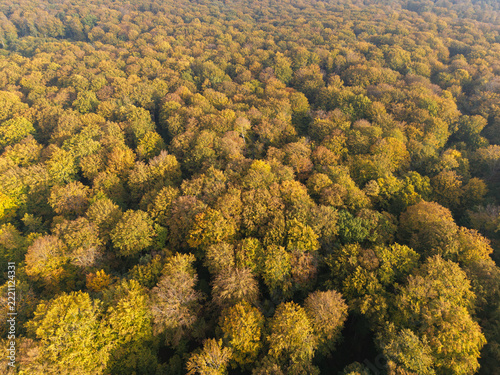 Aerial view across an old beech forest with golden autumn foliage near Janinów, Poland
