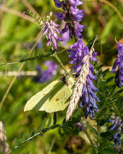 macro image of a brimstone butterfly. Usually one of the first species to be seen in Spring. 