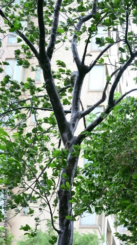 Tree with wet dark trunk and green leaves swaying in strong wind beside residential building