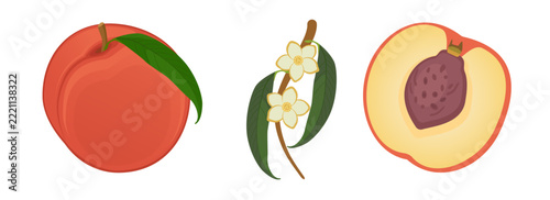 Peach set with whole fruit blossom flower branch and half slice with pit isolated on white background. Vector illustration.