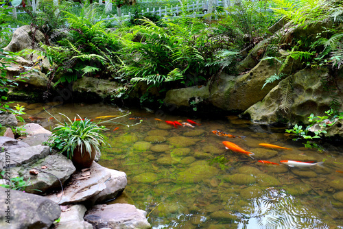 Colorful koi fish swimming together in a clear rocky pond lined with green ferns.