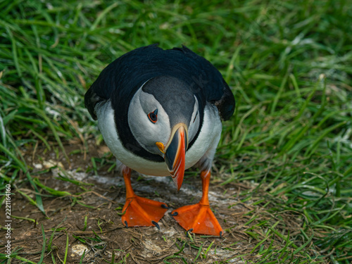 Close view of wild puffins in Iceland.