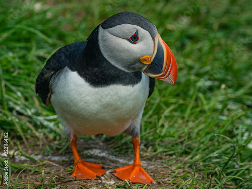Close view of wild puffins in Iceland.