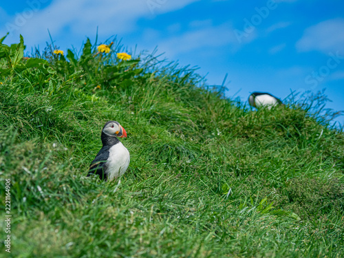 Close view of wild puffins in Iceland.
