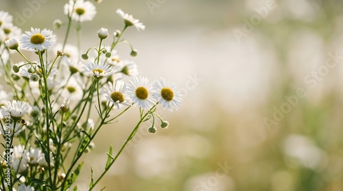 White Chamomile Flowers Blooming in a Natural Green Field During Spring Morning Sunny Weather