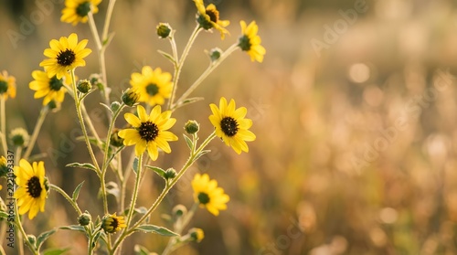 Yellow Wild Sunflowers Blooming in a Field Bathed in Warm Sunlight During Golden Hour