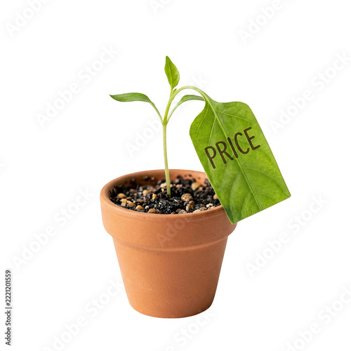 Price Tag on Small Green Plant in Terracotta Pot Isolated on White Background for Retail Sales