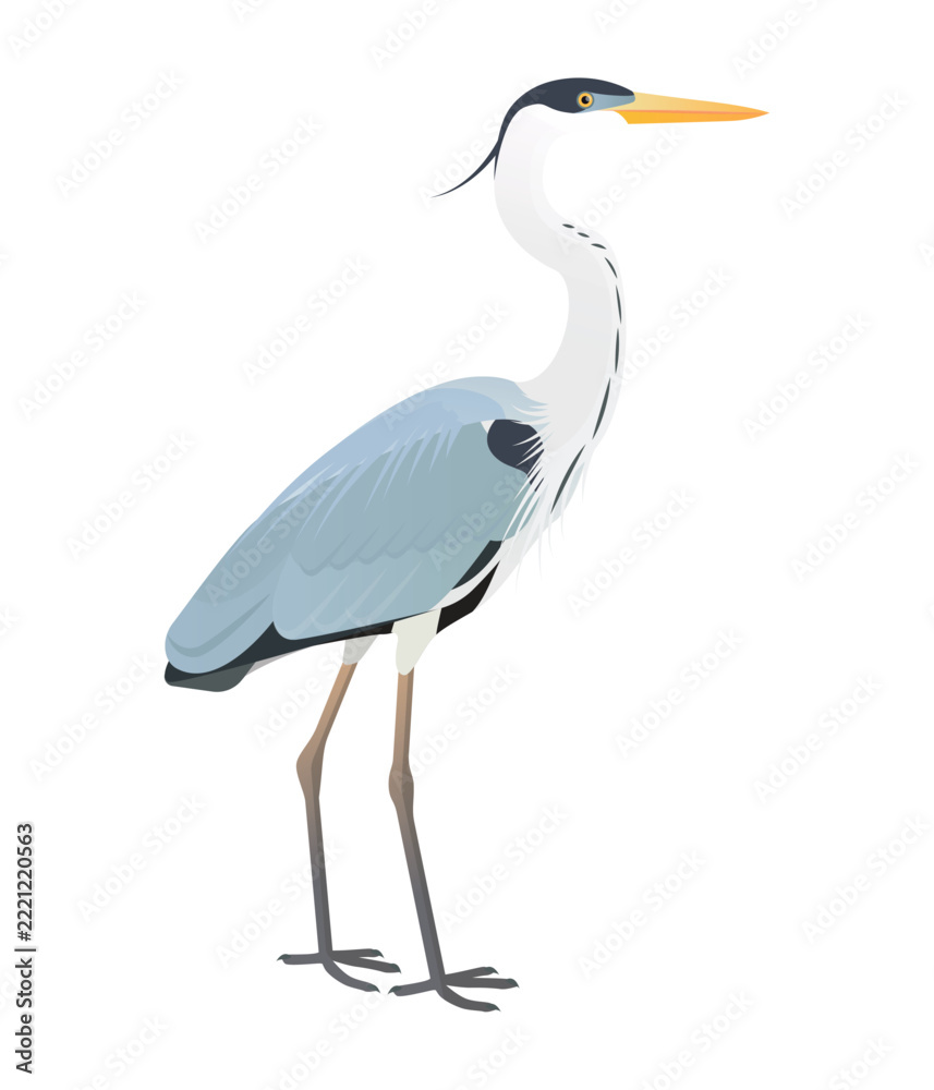 Fototapeta premium Isolated vector illustration of Cocoi Heron (Ardea cocoi), a bird species in the Ardeidae family (including herons, egrets, and bitterns). Long-legged, long-necked, freshwater, coastal birds.