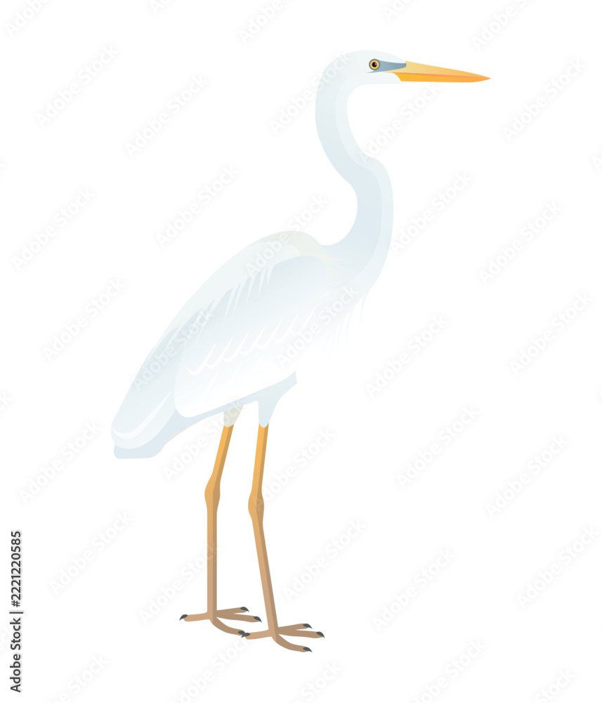 Fototapeta premium Isolated vector illustration of white morph Great Blue Heron also known as Great White Heron (Ardea herodias occidentalis) from the Ardeidae family. Long-legged, long-necked, freshwater, coastal birds