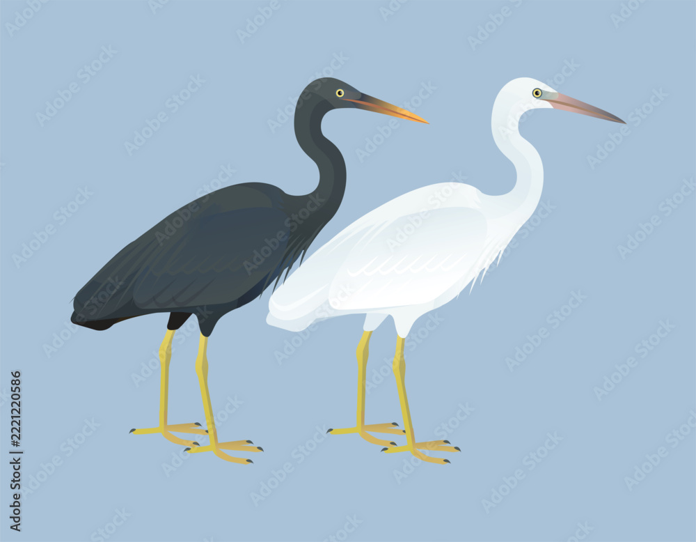 Fototapeta premium Isolated vector illustration of Pacific Reef-Heron or Eastern Reef Heron or Egret (Egretta sacra) from the Ardeidae family (herons, egrets, and bitterns). Long-legged, long-necked, freshwater, coastal