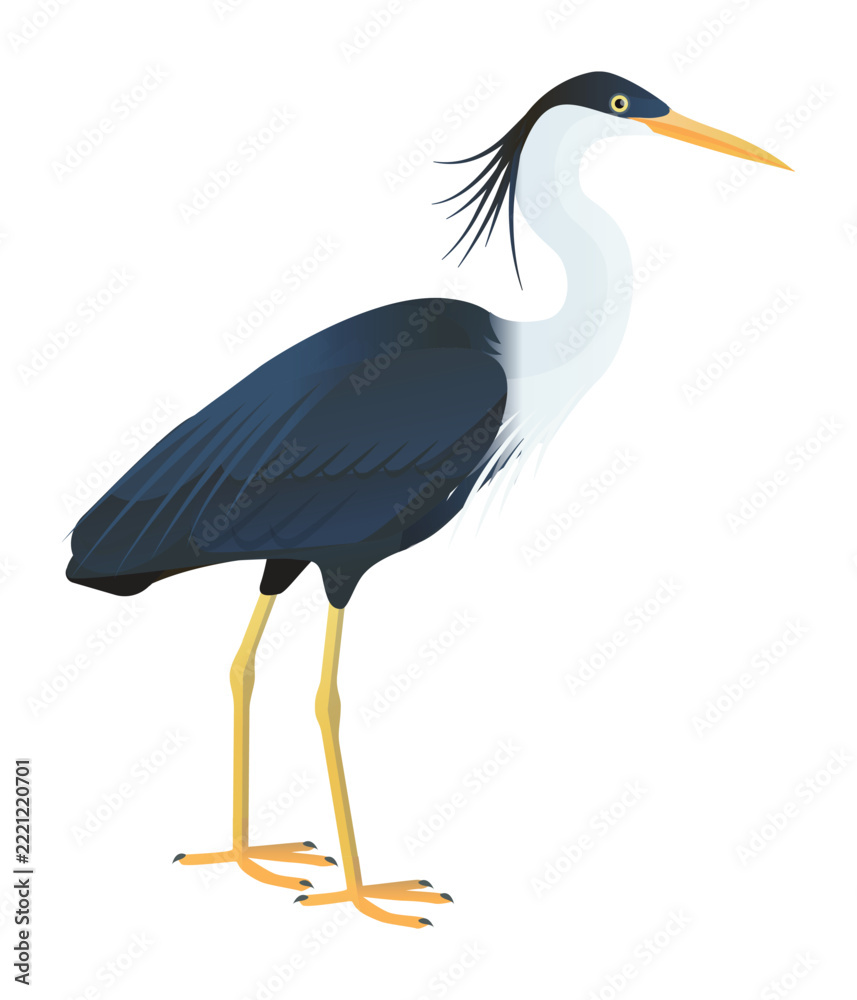 Fototapeta premium Isolated vector illustration of Pied Heron (Egretta picata), a species in the Ardeidae family (including herons, egrets, and bitterns). Long-legged, long-necked, freshwater, coastal birds.