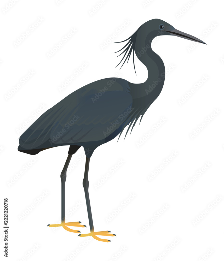 Fototapeta premium Isolated vector illustration of Black Heron or Black Egret (Egretta ardesiaca), a species in the Ardeidae family (including herons, egrets, and bitterns). Long-legged, long-necked, freshwater, coastal