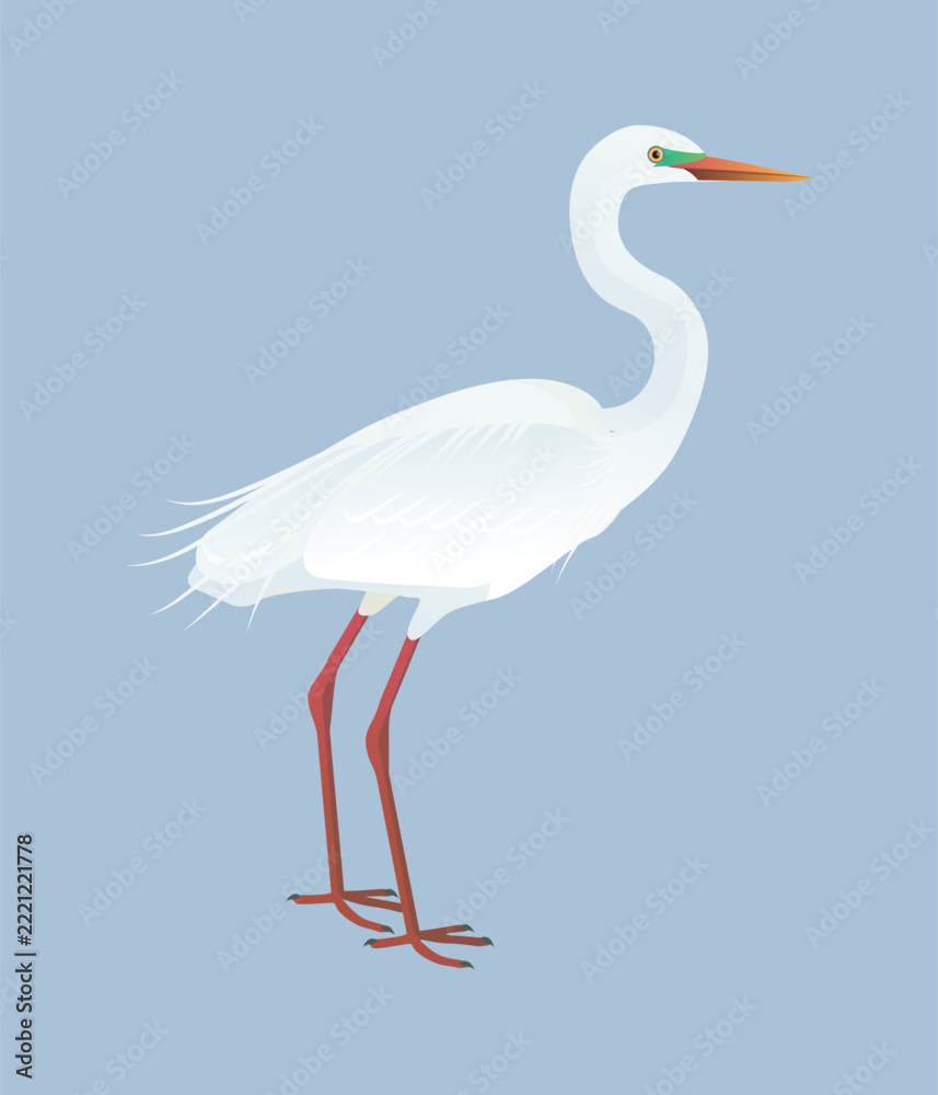 Fototapeta premium Isolated vector illustration of Plumed Egret (Ardea plumifera), a species in the Ardeidae family (including herons, egrets, and bitterns). Long-legged, long-necked, freshwater, coastal birds.