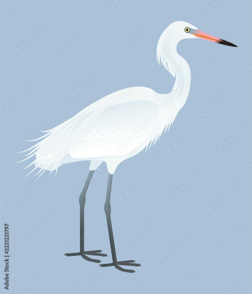 Naklejka premium Isolated vector illustration of white morph Reddish Egret (Egretta rufescens), a species in the Ardeidae family (including herons, egrets, and bitterns). Long-legged, long-necked, freshwater, coastal 
