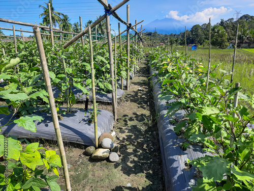 Tall vines of eggplants climb bamboo trellises in neat rows. Plastic mulch covers soil to retain moisture. Green leaves spread wide under bright sun. Mountains loom in distant blue horizon