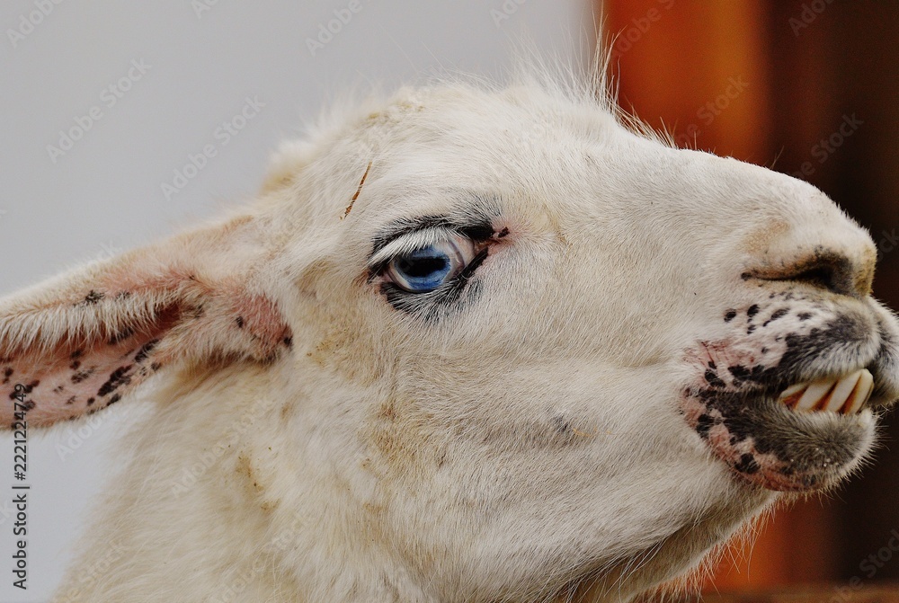 Fototapeta premium Close up profile of a white llama showing its teeth