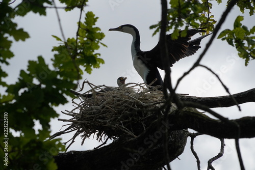 A shag sits on an isolated tree branch