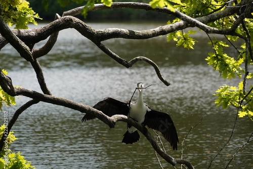 A shag sits on an isolated tree branch