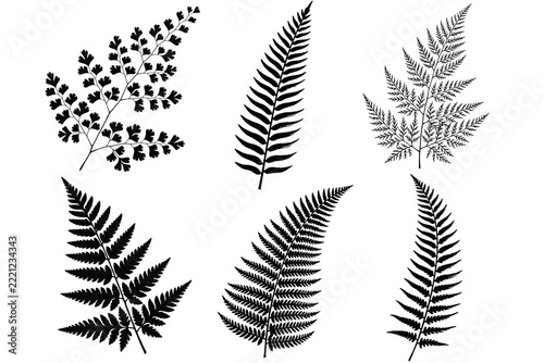 fern leaves isolated on white