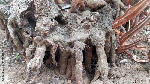 Close up of exposed dry tree roots and old stump in the soil with natural rough texture, dead tree trunk