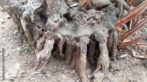 dead tree trunk, Close up of exposed dry tree roots and old stump in the soil with natural rough texture