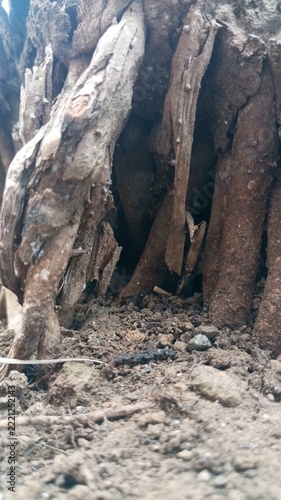 Close up of exposed dry tree roots and old stump in the soil with natural rough texture, rock formations in cappadocia turkey