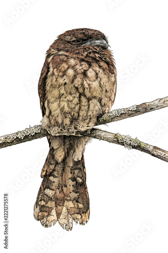 The Gould's frogmouth is nocturnal and catches insects with its wide-gaping mouth.