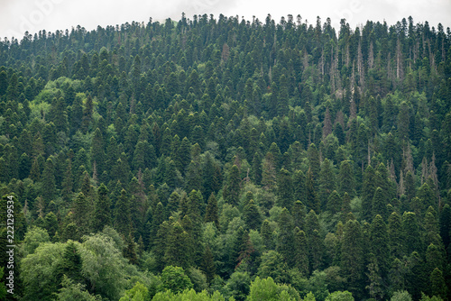 A dense forest with various types of trees in view